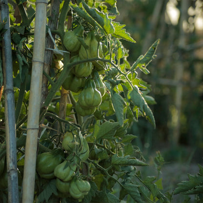 TOMATE, TLACOLULA