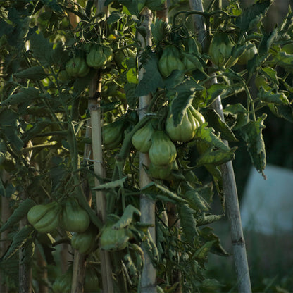 TOMATE, TLACOLULA