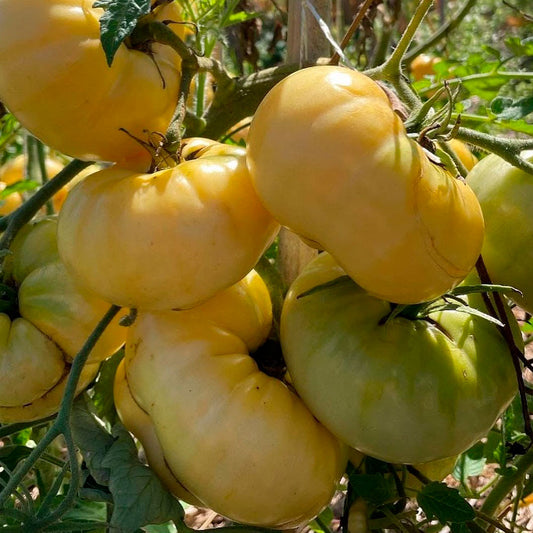 TOMATE, WHITE TOMESOL