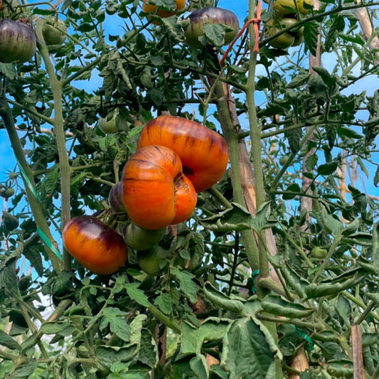 TOMATE, YELLOW DRAGON