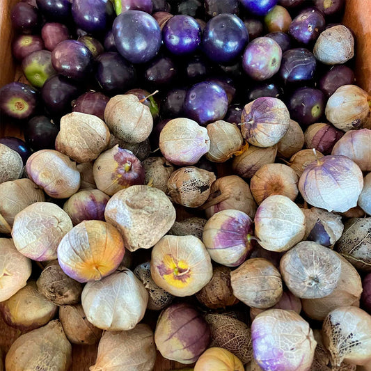 TOMATILLO VIOLETA