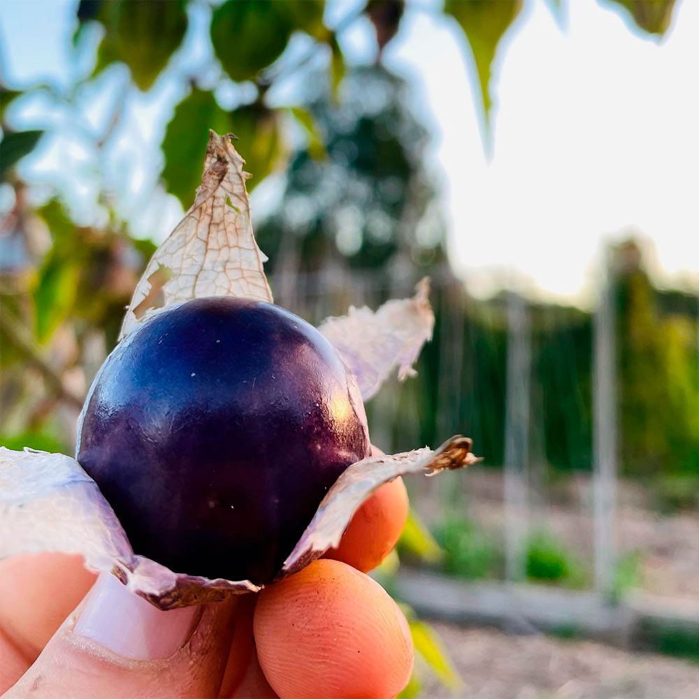 TOMATILLO VIOLETA