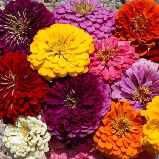 ZINNIA MEZCLA