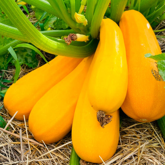 ZUCCHINI, AMARILLO