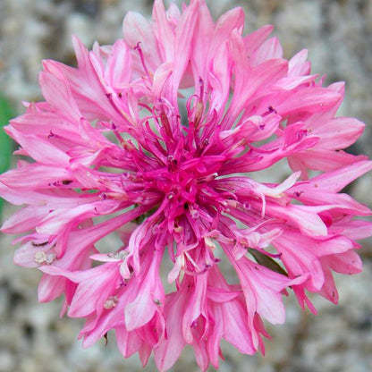 ACIANO, ROSA