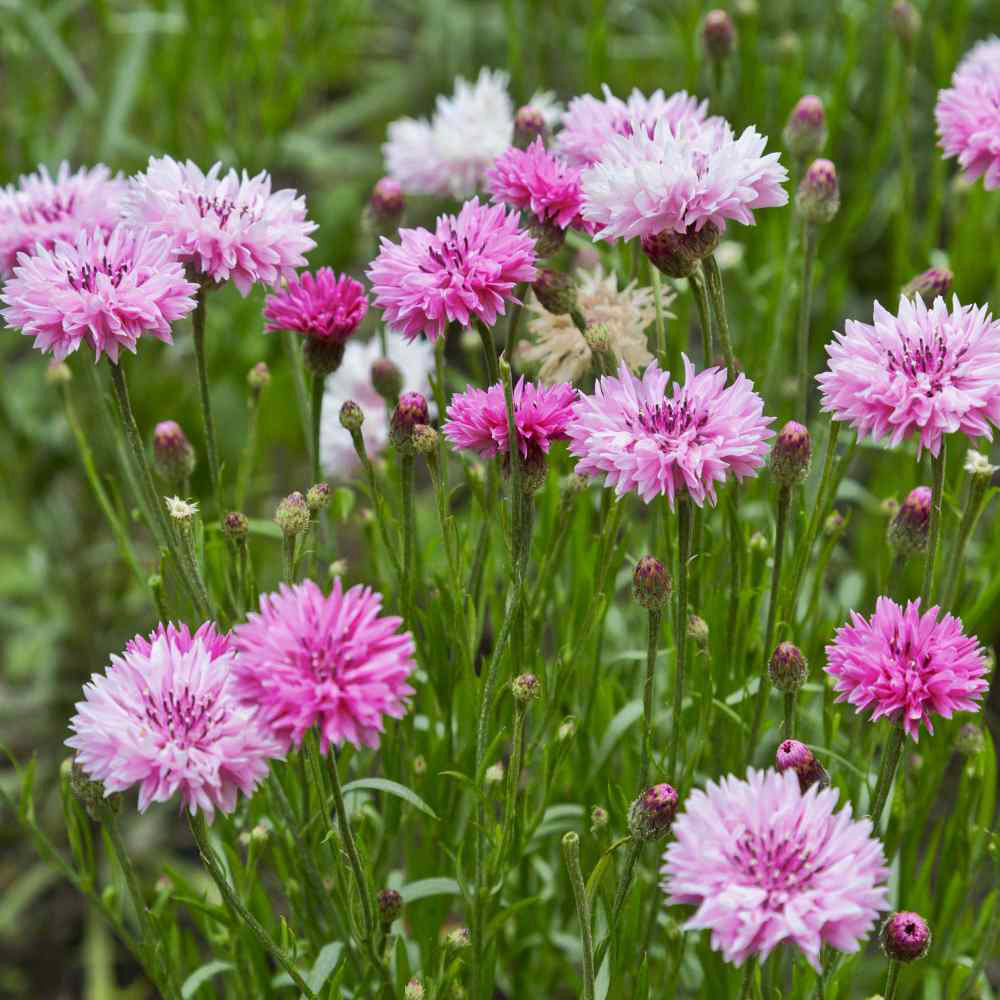 ACIANO, ROSA