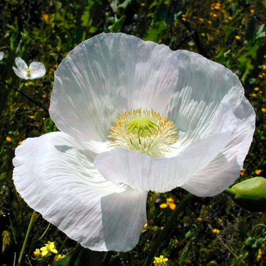 AMAPOLA, BLANCA