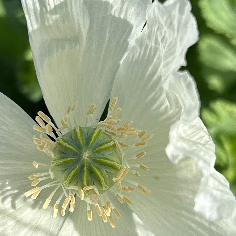 AMAPOLA, BLANCA