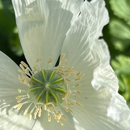 AMAPOLA, BLANCA