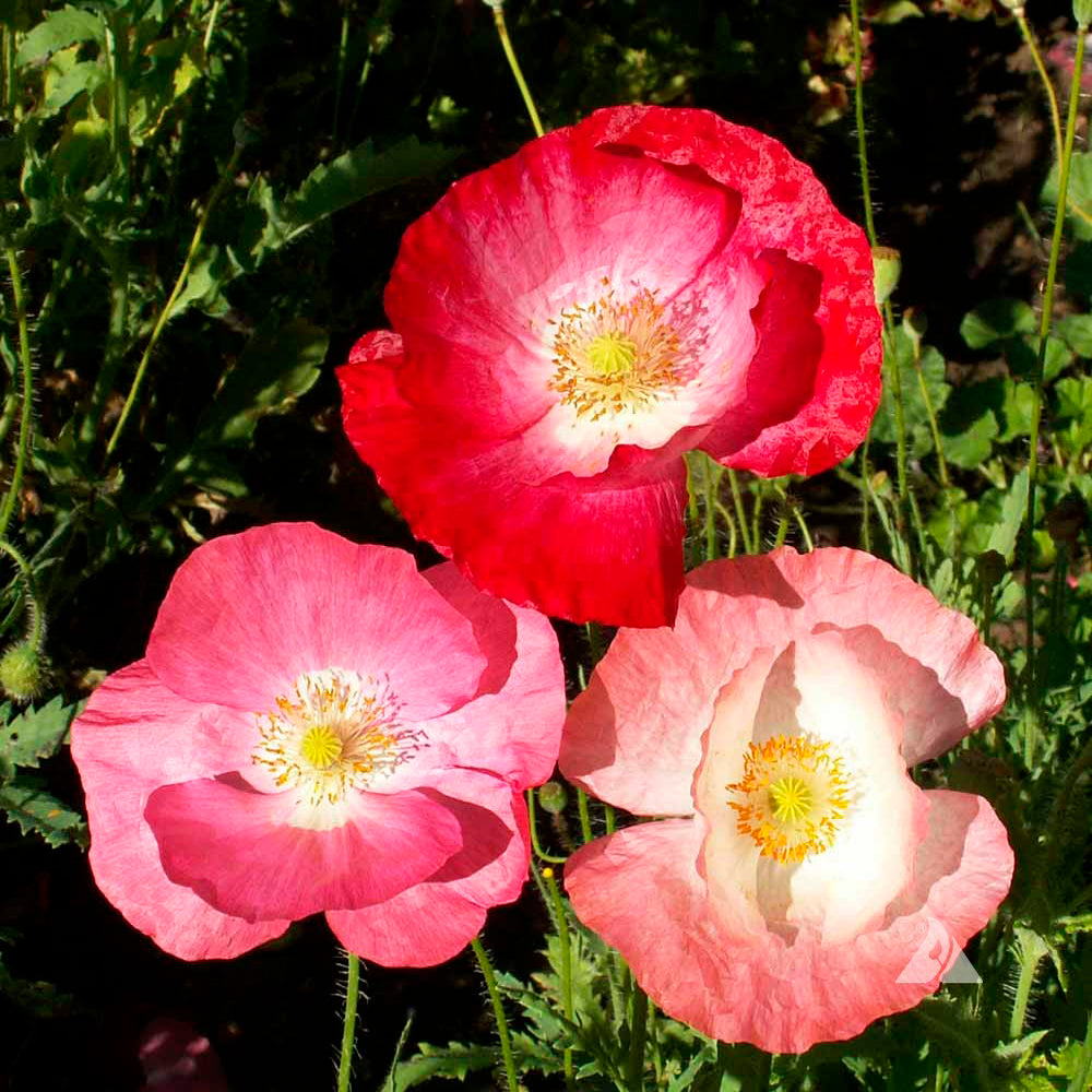 AMAPOLA, SIMPLE