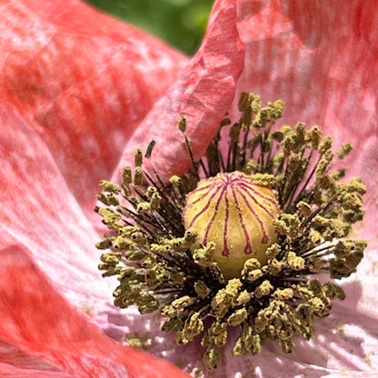 AMAPOLA, SIMPLE