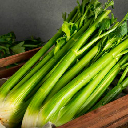 APIO, VERDE GIGANTE
