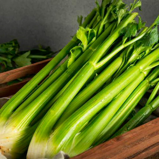 APIO, VERDE GIGANTE