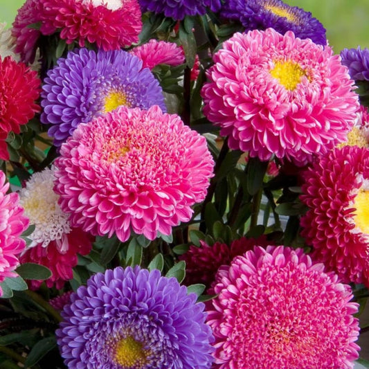 ASTER CHINA