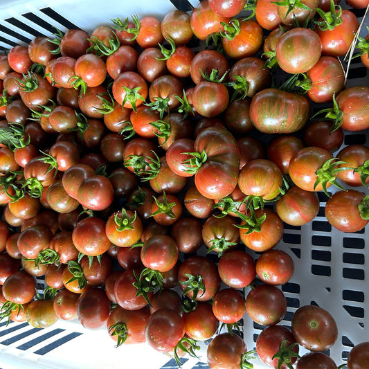 TOMATE CHERRY BUMBLE BEE ROJO