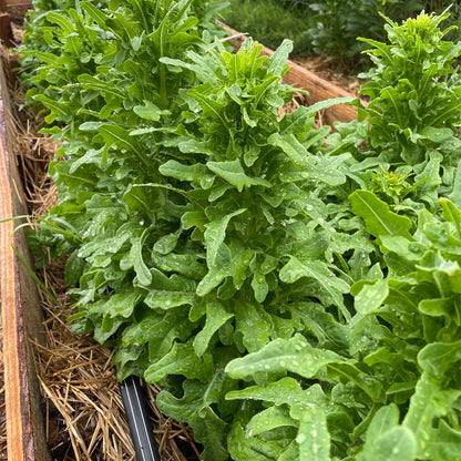 LECHUGA CERBIATTA