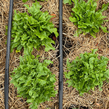 LECHUGA CERBIATTA