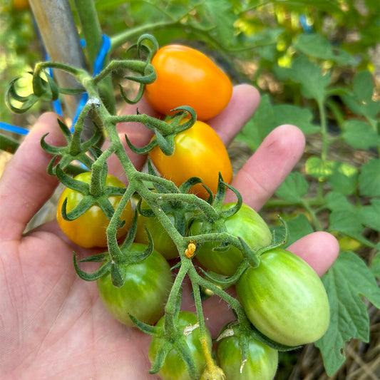 TOMATE CHERRY CHICK