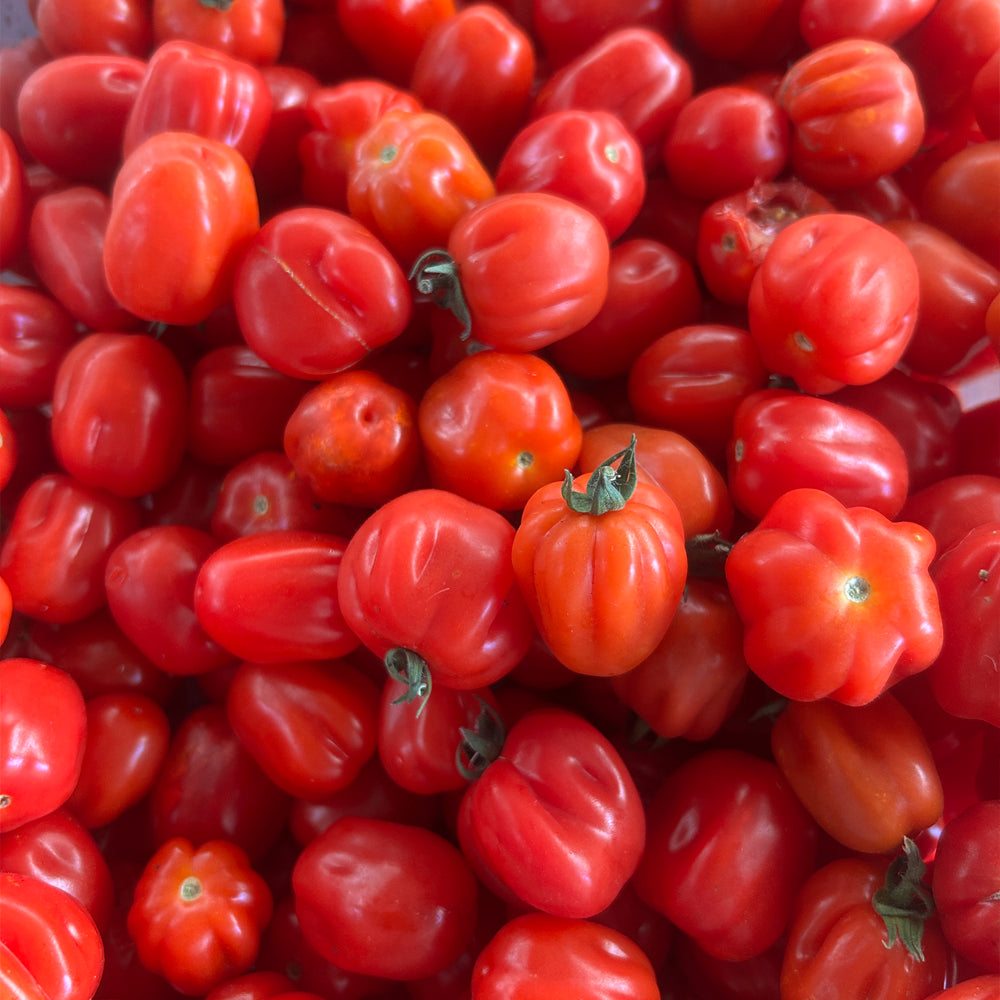 TOMATE CHERRY ACORDEON