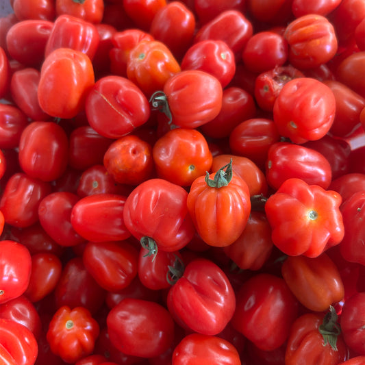 TOMATE CHERRY ACORDEON