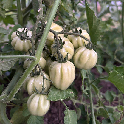 TOMATE CHERRY ACORDEON