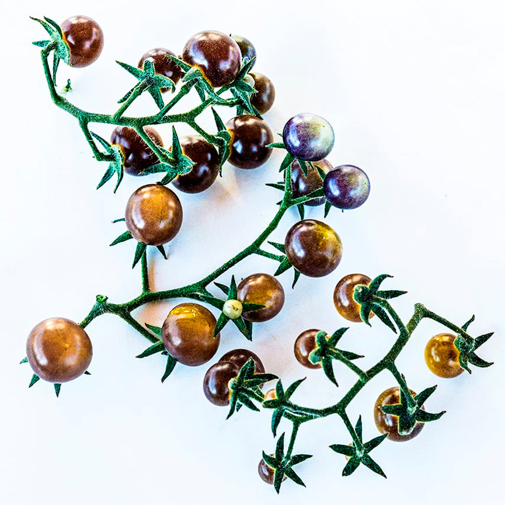 TOMATE CHERRY BLUE CREAM