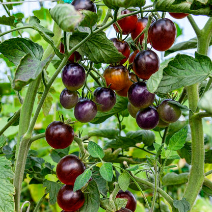 TOMATE CHERRY BLUE CREAM