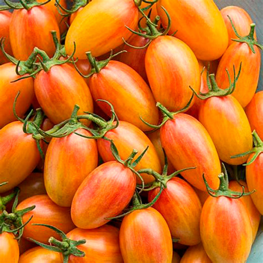 TOMATE CHERRY BLUSH TIGER