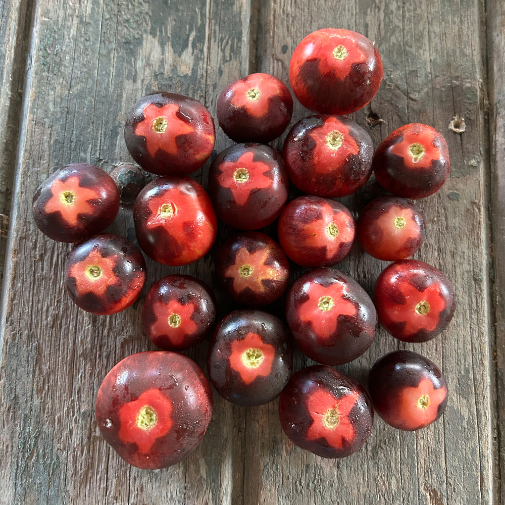 TOMATE CHERRY FRUTILLA NEGRO