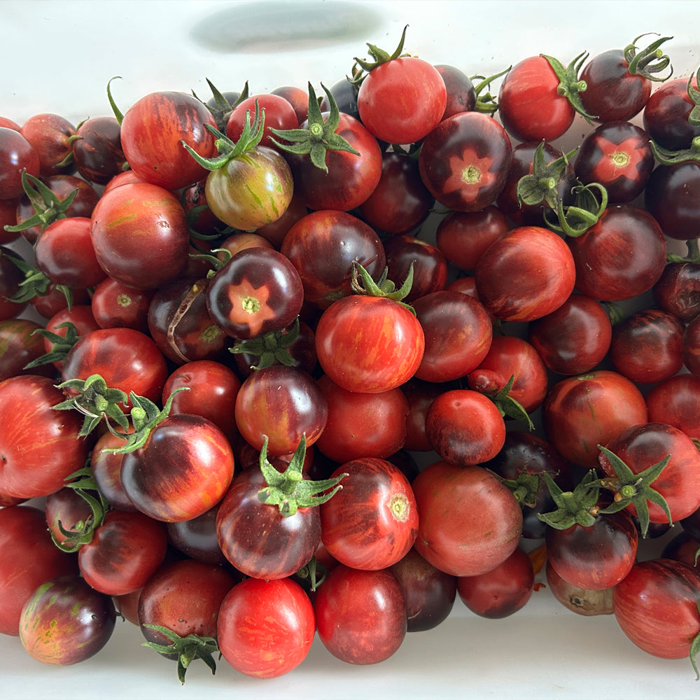 TOMATE CHERRY FRUTILLA NEGRO