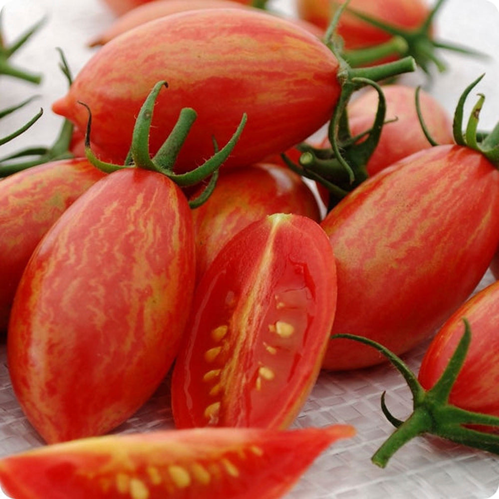 TOMATE CHERRY PINK TIGER