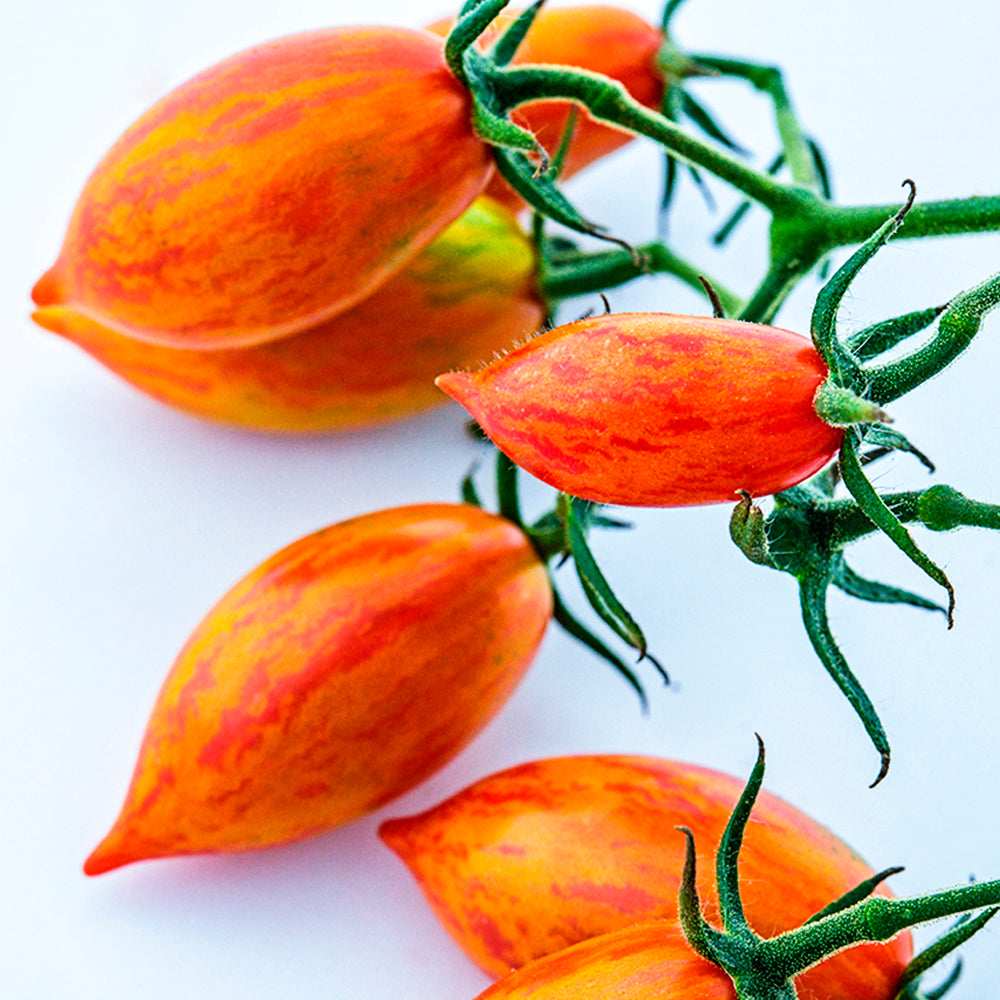 TOMATE CHERRY PINK TIGER