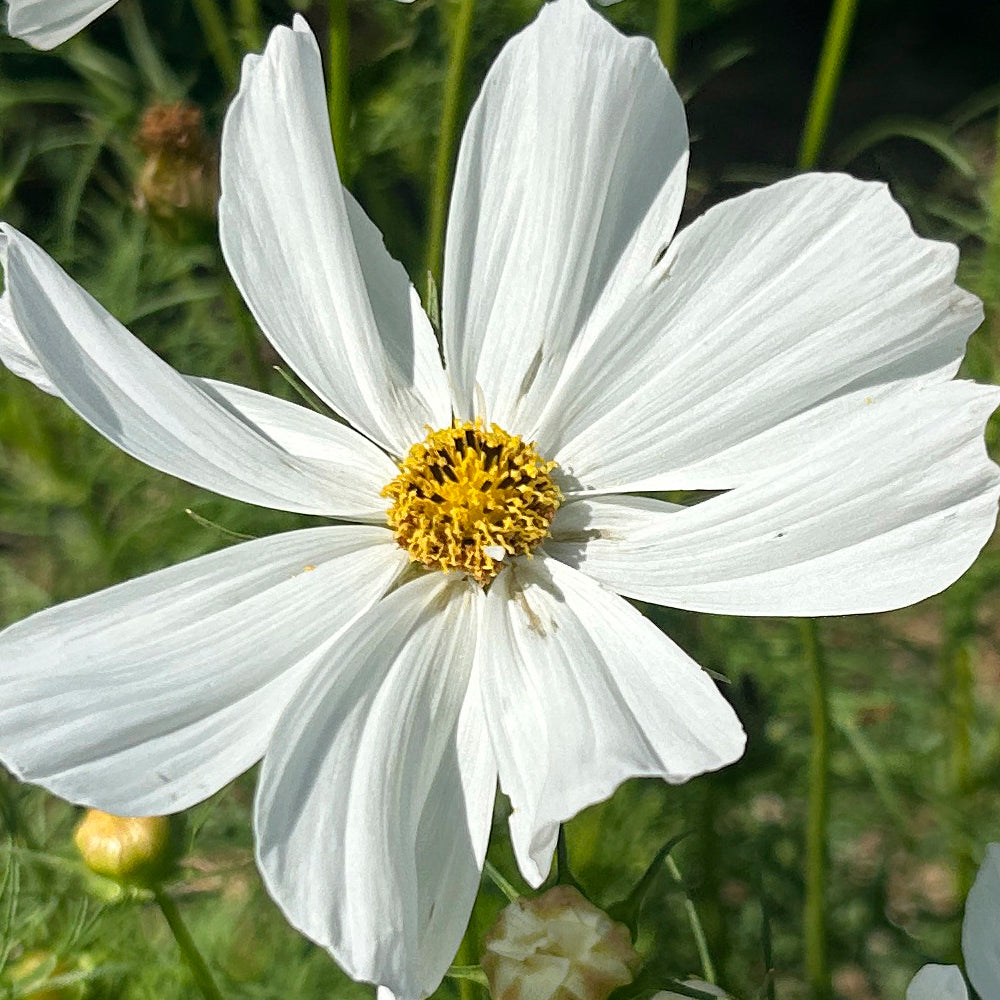 COSMOS, BLANCO