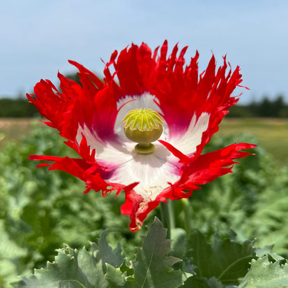 AMAPOLA, DANISH FLAG