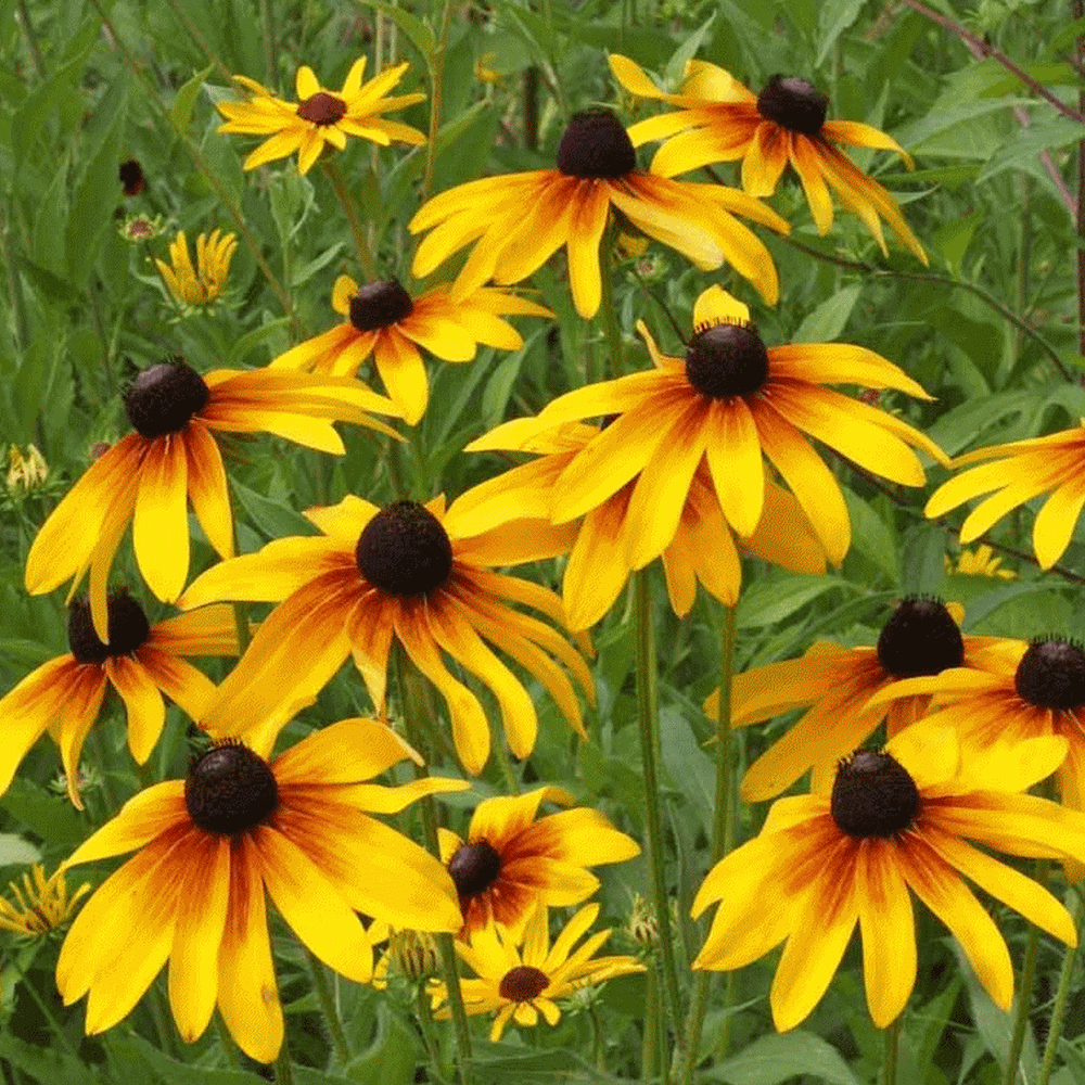 RUDBECKIA BICOLOR