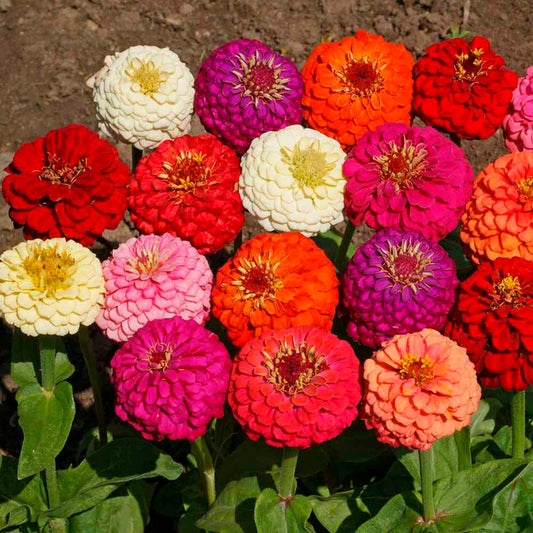 ZINNIA LILLIPUT